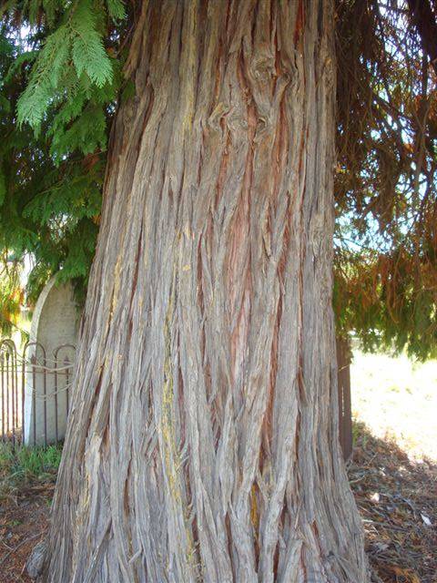 T11255 Chamaecyparis lawsoniana