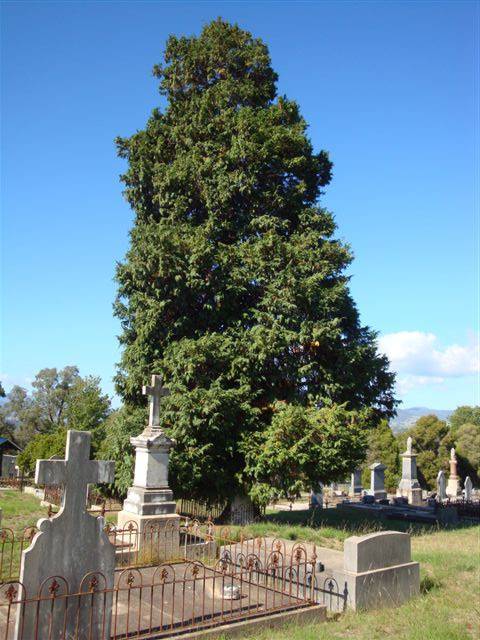 T11255 Chamaecyparis lawsoniana