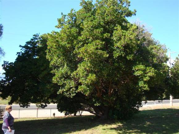 T11254 Arbutus unedo