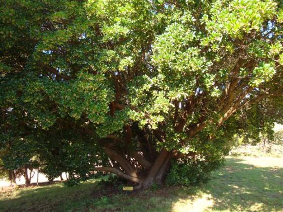 T11254 Arbutus unedo