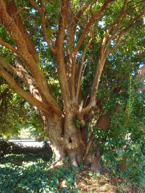 T11253 Arbutus canariensis