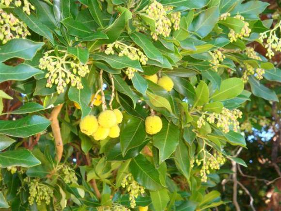T11253 Arbutus canariensis