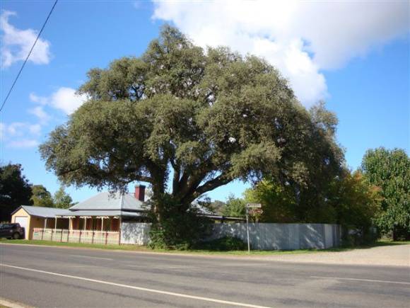 T11355 Quercus suber