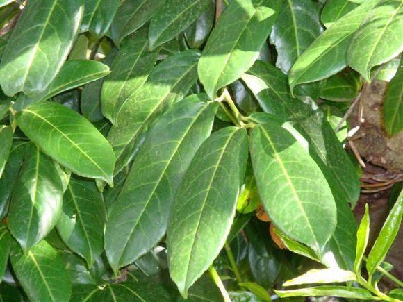 T11357 Prunus laurocerasus