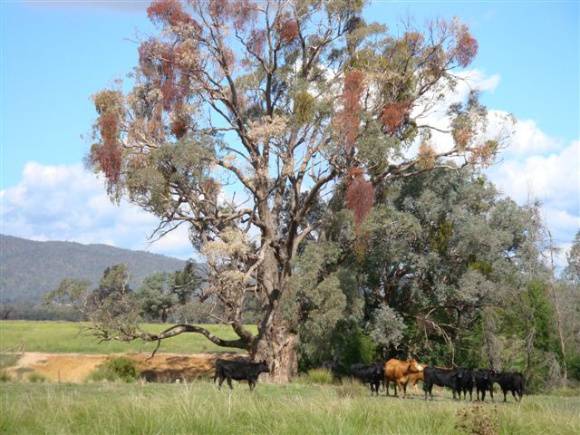 T11347 Eucalyptus bridgesiana