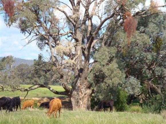 T11347 Eucalyptus bridgesiana