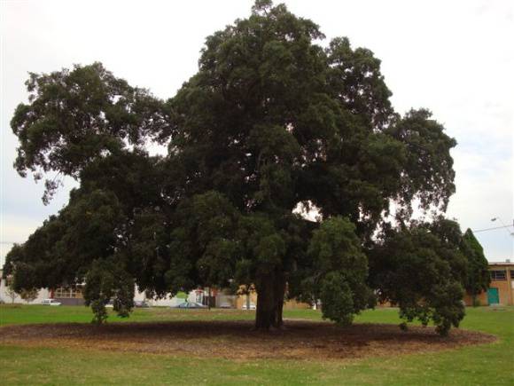 T12037 Quercus suber