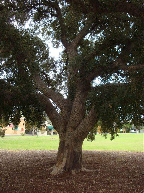 T12037 Quercus suber