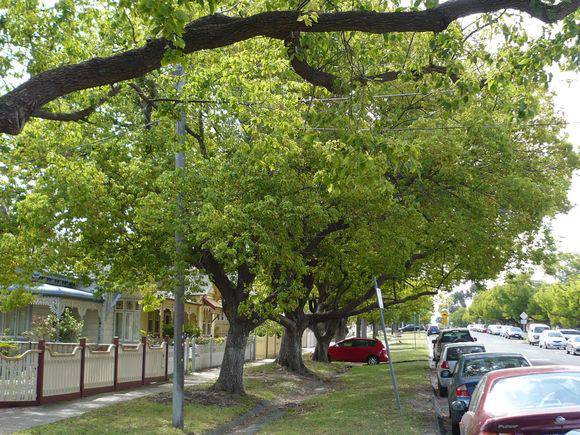 Richardson Street trees