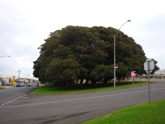 T11234 Moreton Bay Figs