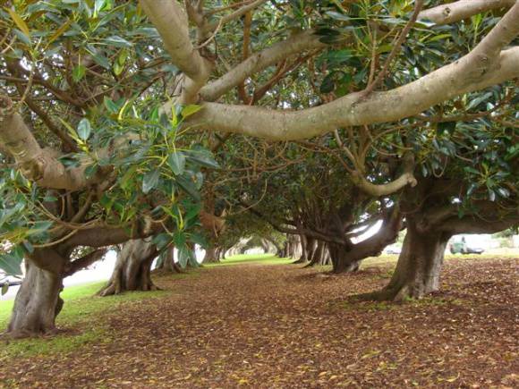 T11234 Moreton Bay Figs