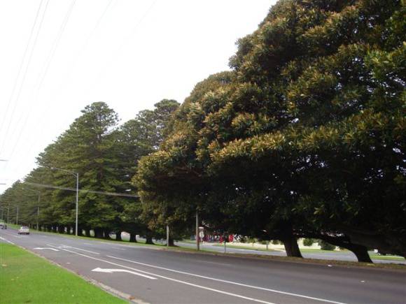 T11234 Moreton Bay Figs