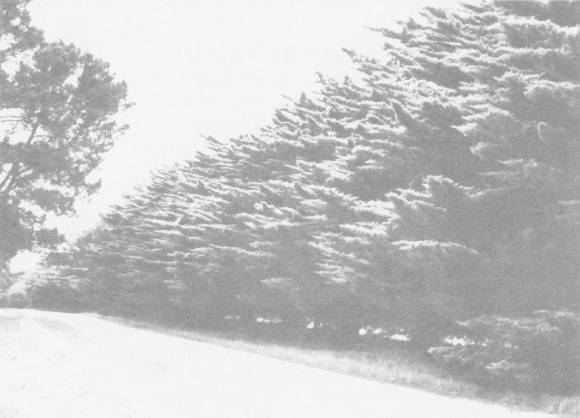 Avenue of Honour showing mature cypresses, 1996.  Source: Anderson & Iapozzuto, Modewarre Memorial Hall & Avenue of Honour: A Local History.