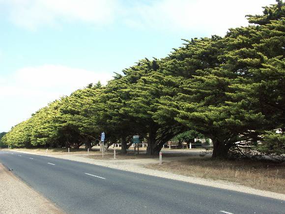 Avenue of Honour.  Source: D Rowe & W Jacobs