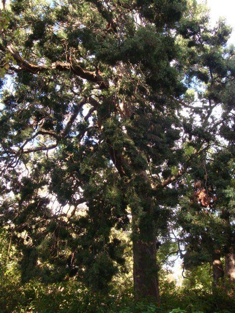 T11835 Afrocarpus falcata