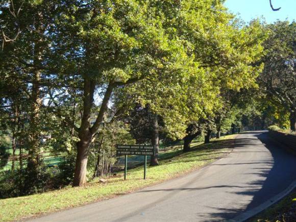 T12133 Quercus robur x canariensis