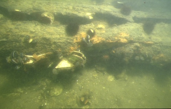 S129_Clonmel_PortAlbertBar_CattleSkull