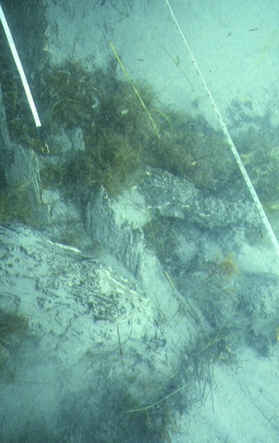 S286_GeorgeRoper_PortPhillipHeadsLonsdaleReef_Detail