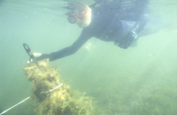 S511_Ozone_PortPhillipBayIndentedHead_SideView_WC