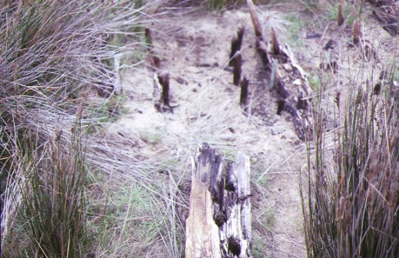 S45_Artisan_CapePatterson_Remains_unknown